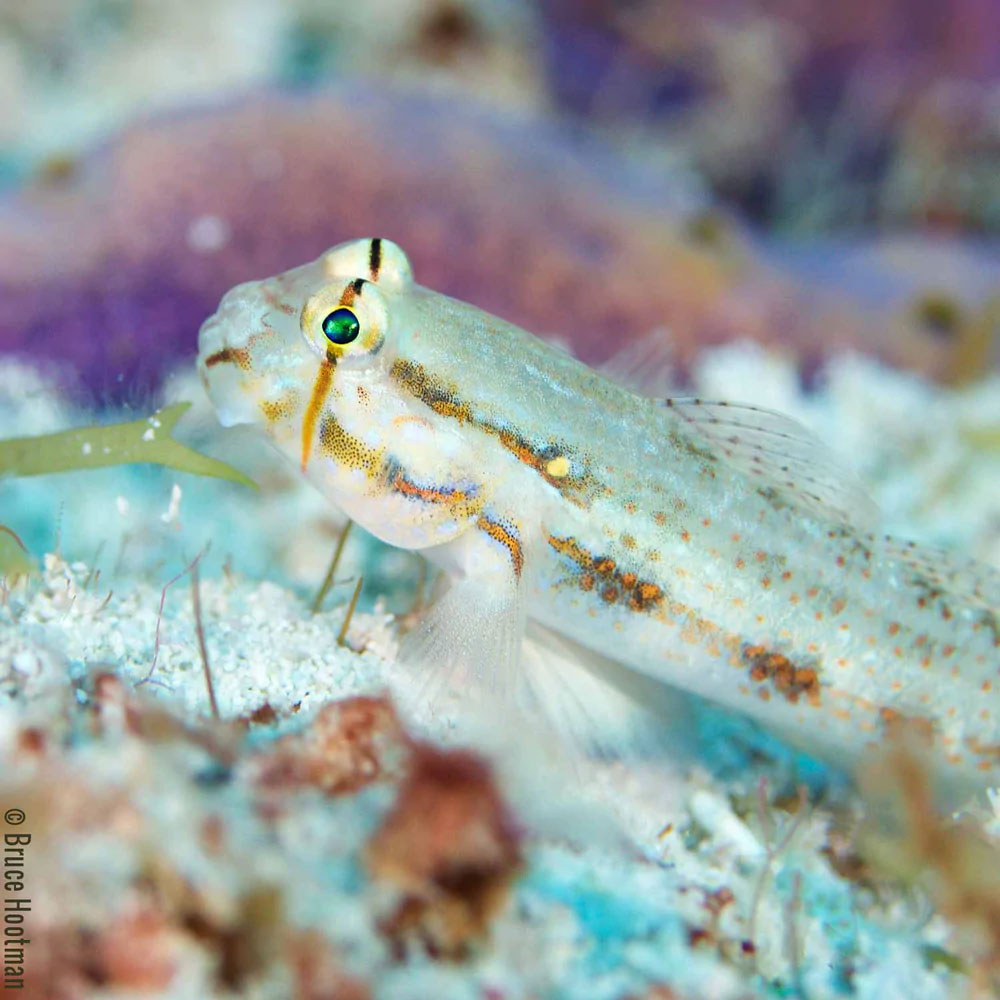 Ikelite DLM 2.2 Inch Port Extension Ikelite DLM 2.2 Inch Port Extension